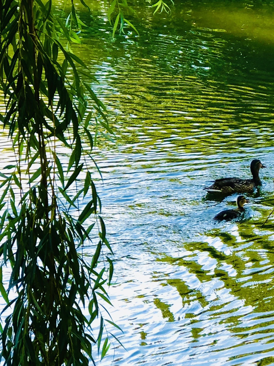 IMG_2509.jpg?type=w966