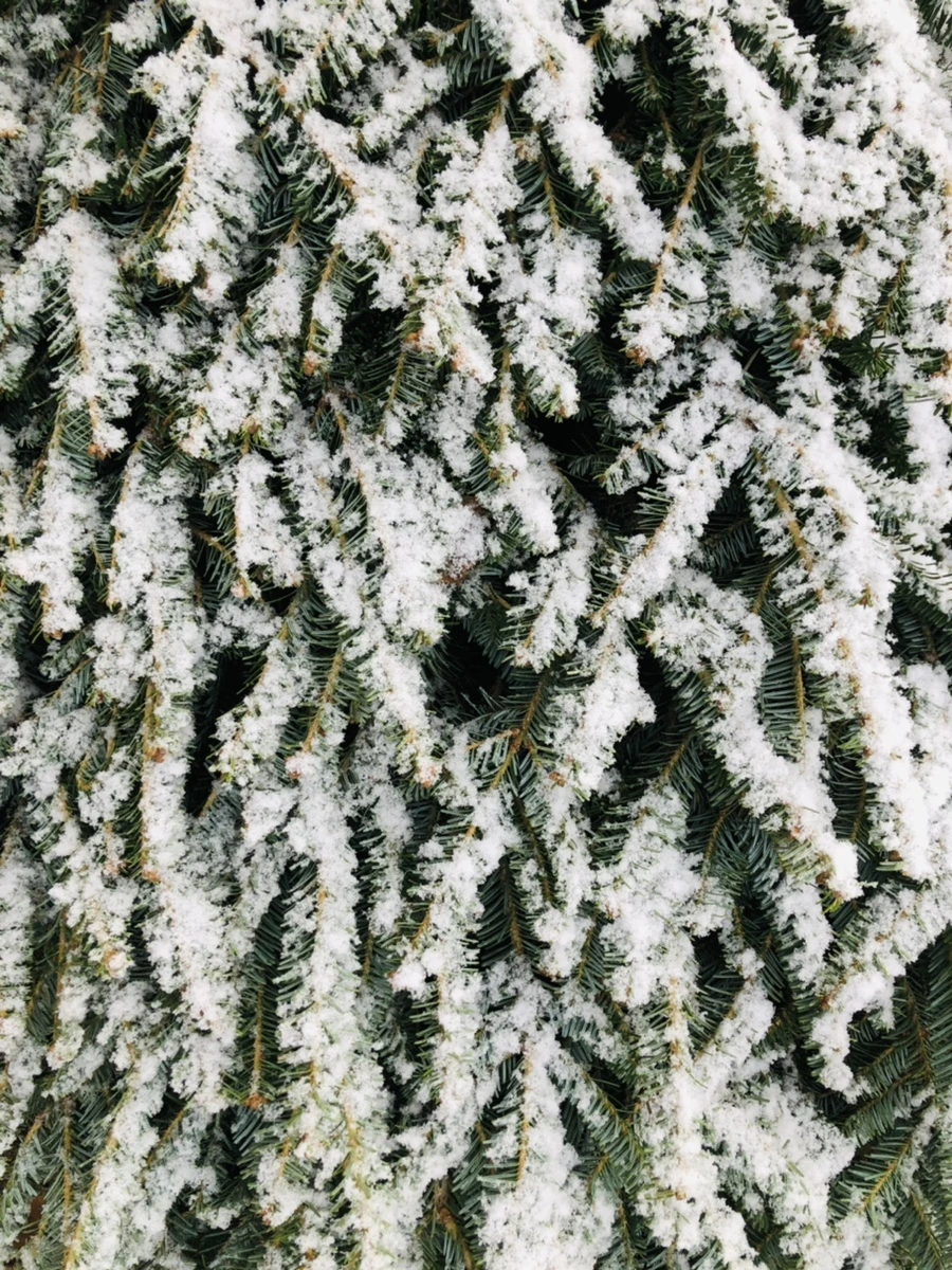 IMG_4463.jpg?type=w966