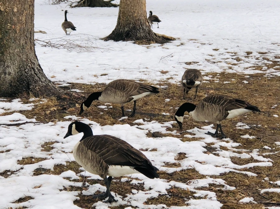 IMG_4362.jpg?type=w966