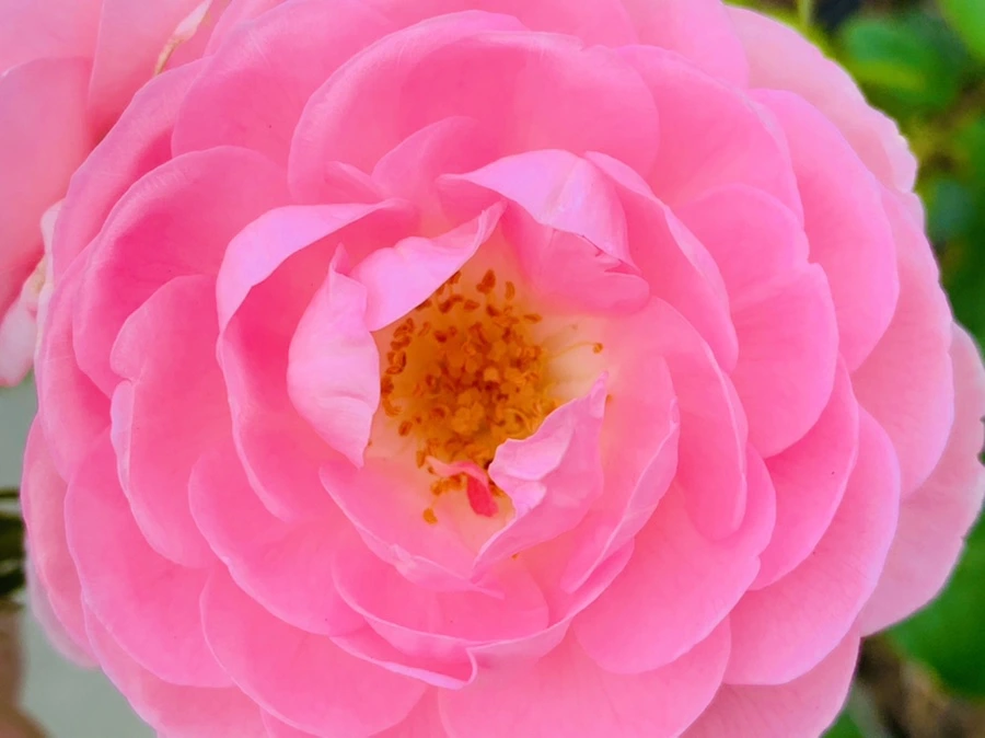 IMG_2677.jpg?type=w966