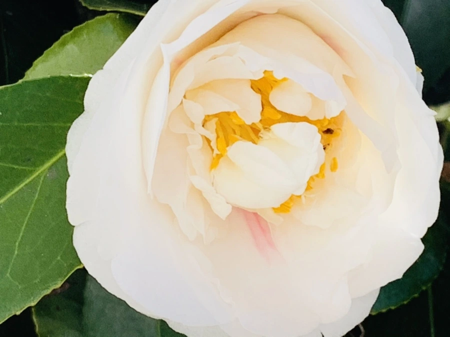 IMG_8605.jpg?type=w966