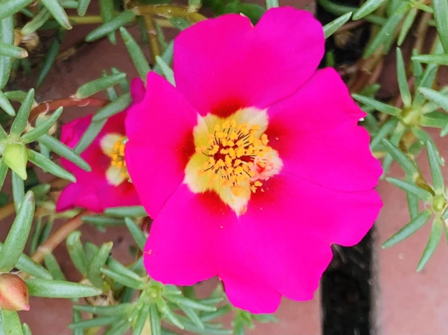 IMG_5918.jpg?type=w966