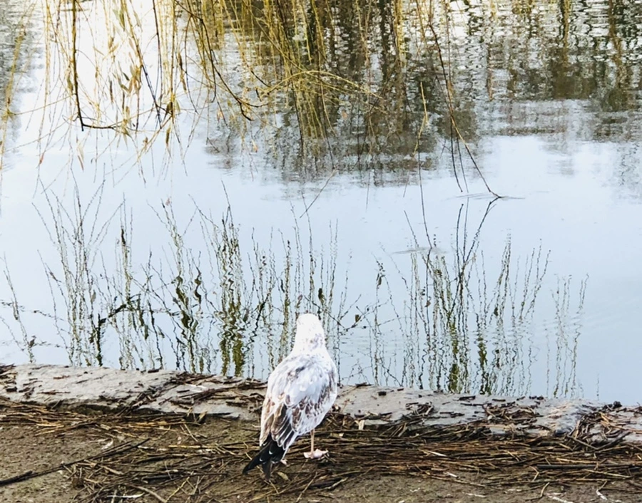 IMG_9159.jpg?type=w966