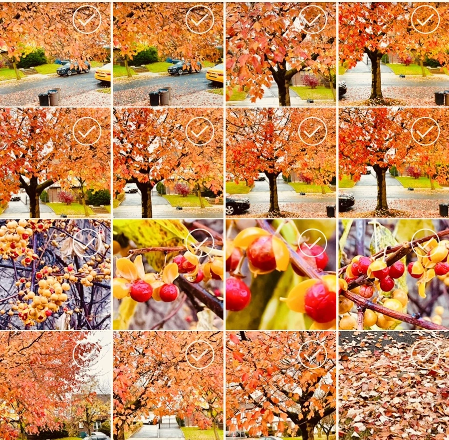 IMG_4951.jpg?type=w966