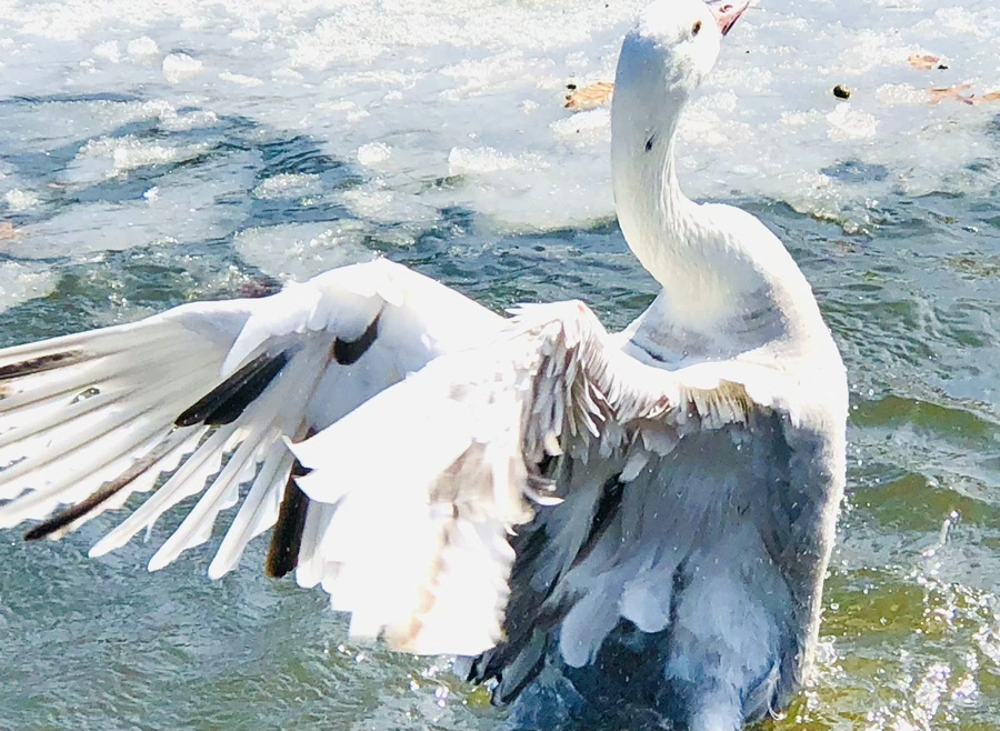 IMG_5403.jpg?type=w966