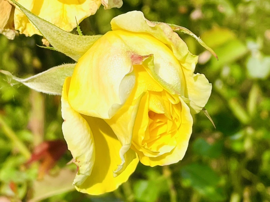 IMG_0953.jpg?type=w966