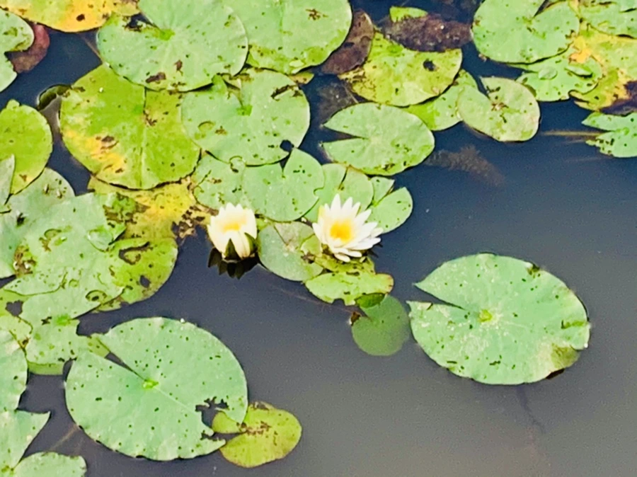 IMG_7888.jpg?type=w966