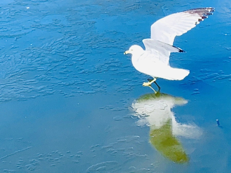 IMG_8332.jpg?type=w966