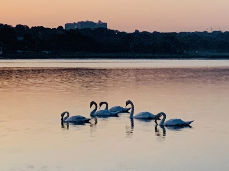 IMG_7034.jpg?type=w966