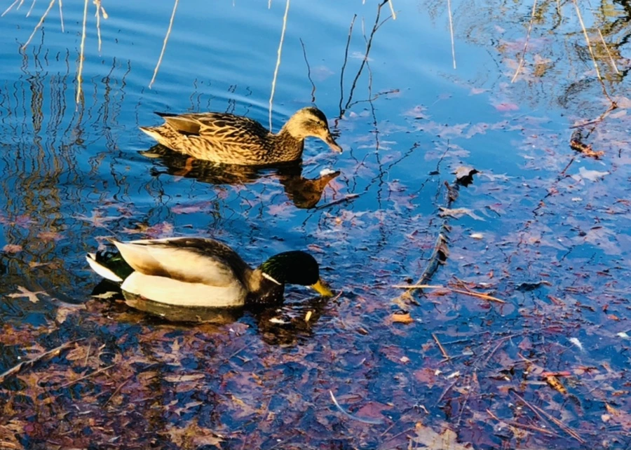 IMG_4252.jpg?type=w966