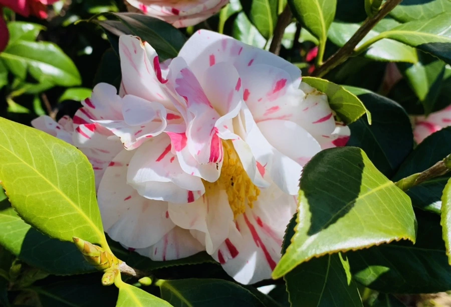 IMG_8193.jpg?type=w966