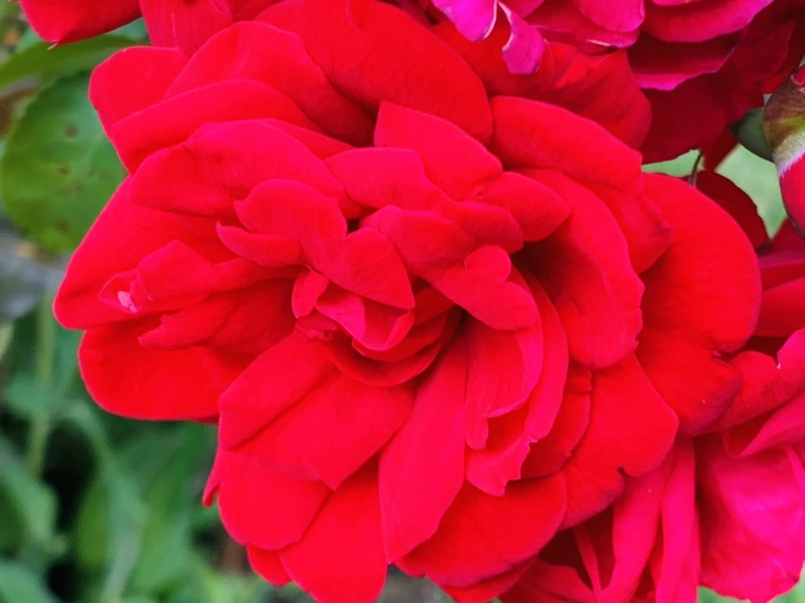 IMG_8774.jpg?type=w966