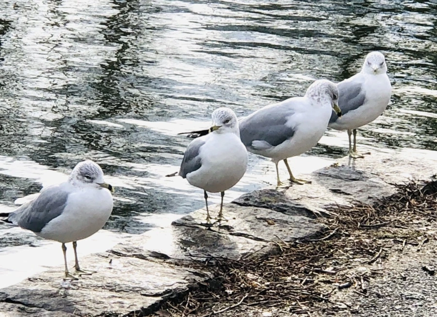 IMG_8744.jpg?type=w966