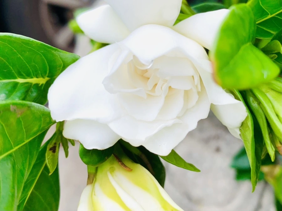 IMG_5391.jpg?type=w966