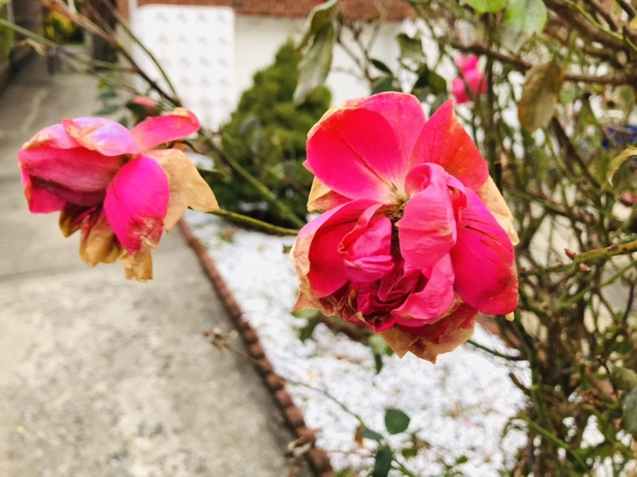 IMG_8207.jpg?type=w966