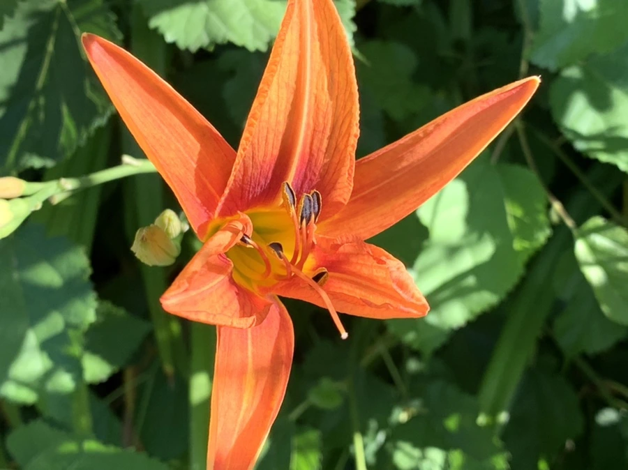 IMG_5335.jpg?type=w966