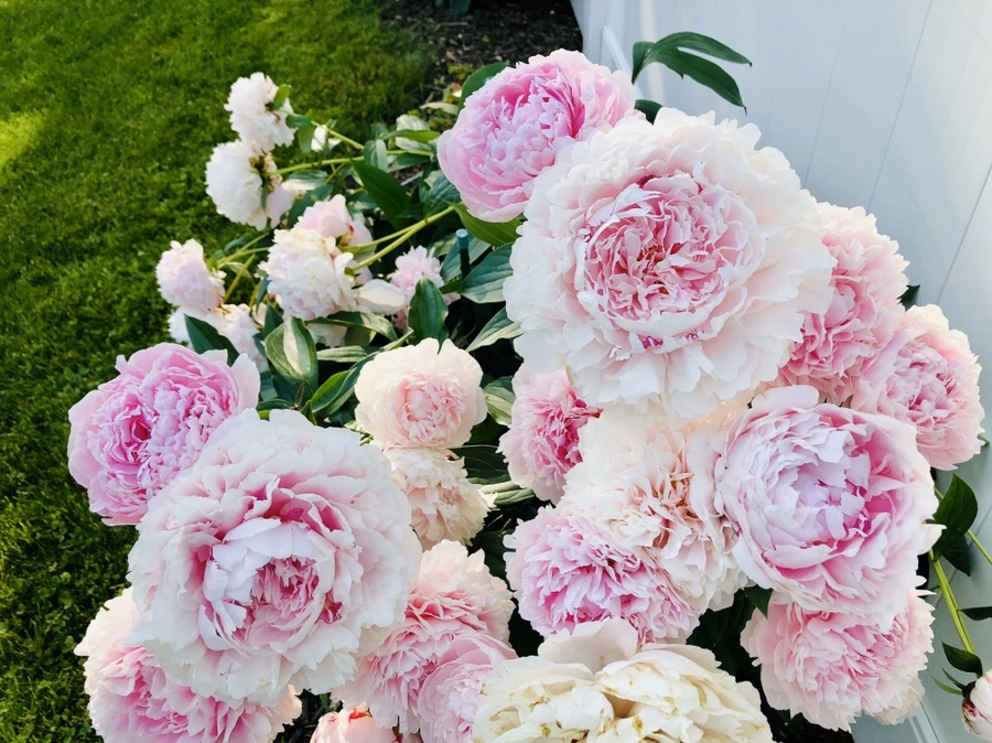 IMG_8768.jpg?type=w966