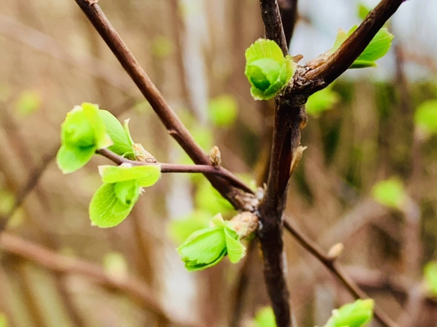 IMG_5358.jpg?type=w966