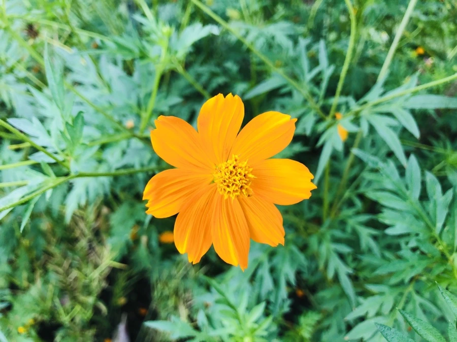 IMG_4470.jpg?type=w966