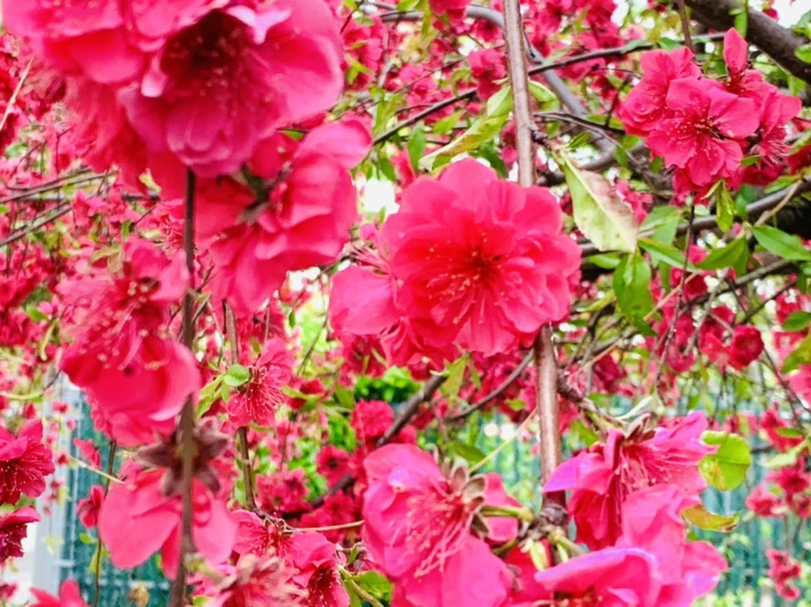 IMG_8092.jpg?type=w966