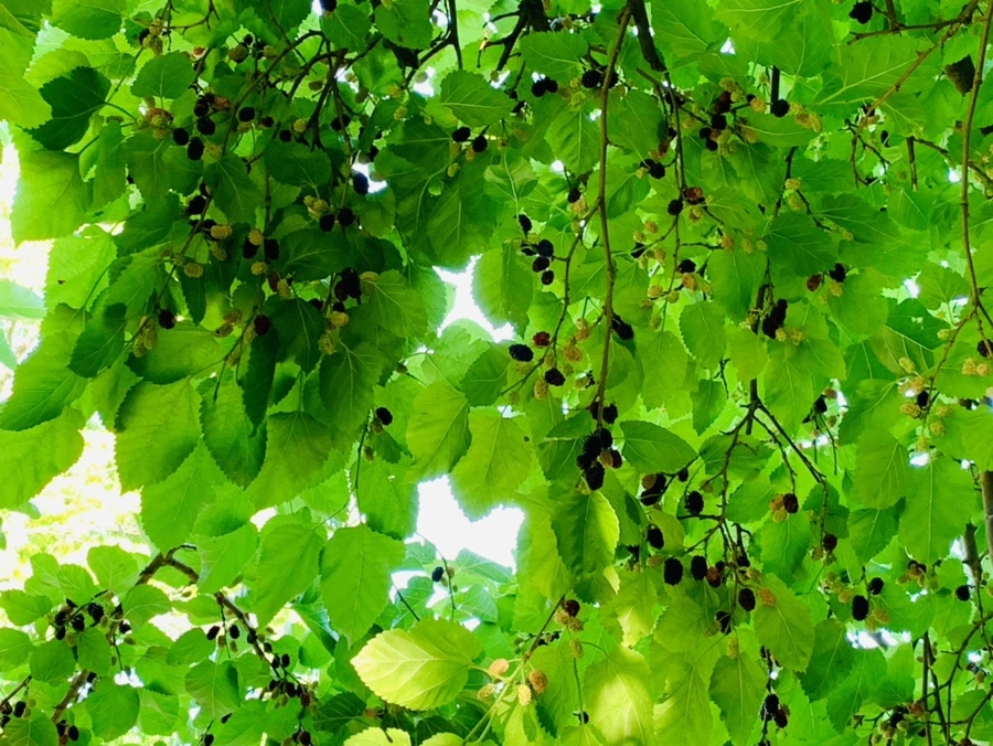 IMG_3050.jpg?type=w966