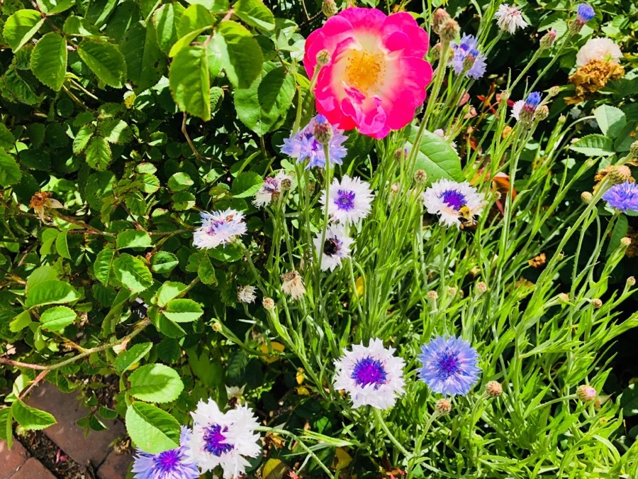 IMG_7911.jpg?type=w966