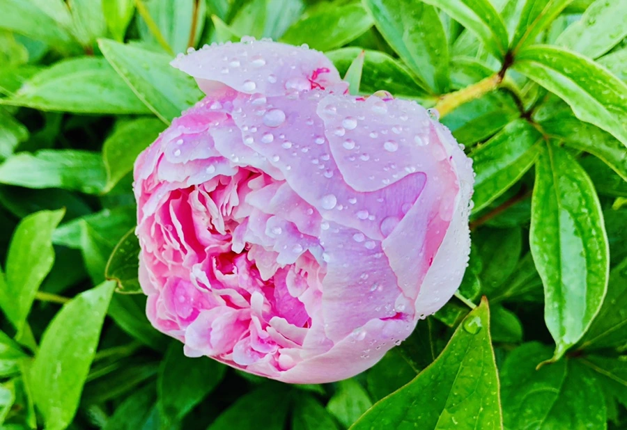 IMG_7978.jpg?type=w966