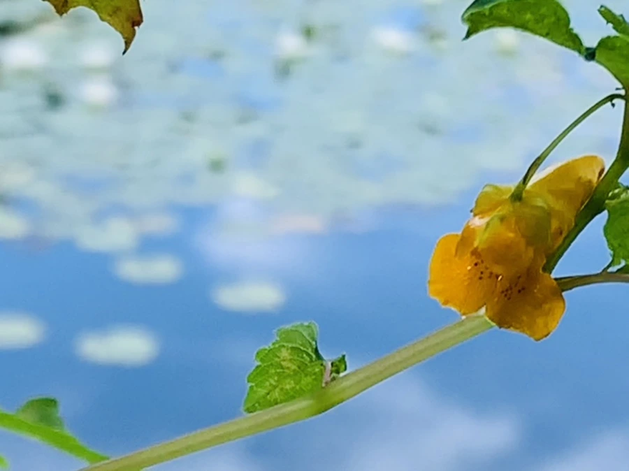 IMG_9305.jpg?type=w966