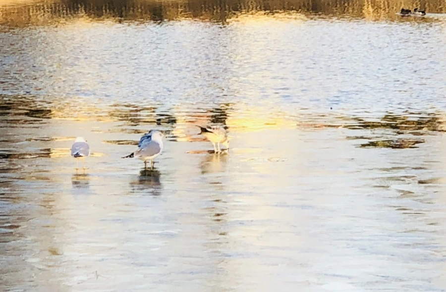 IMG_0869.jpg?type=w966