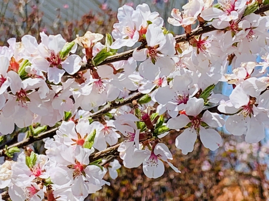 IMG_8044.jpg?type=w966