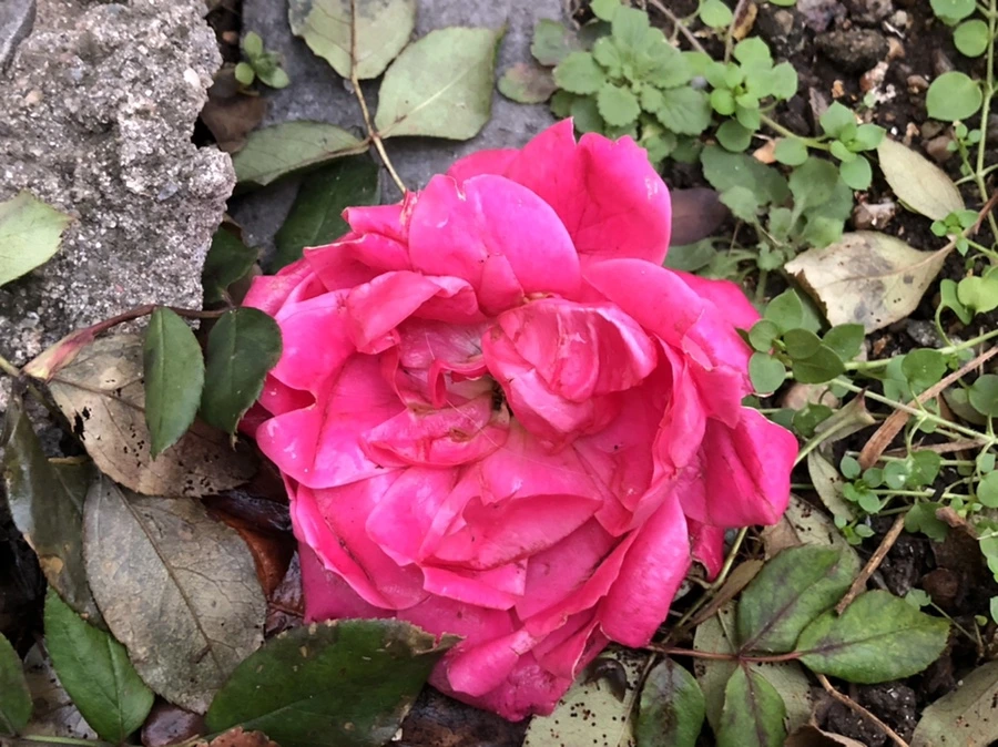 IMG_8213.jpg?type=w966