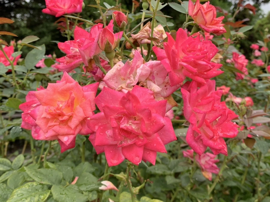 IMG_0941.jpg?type=w966