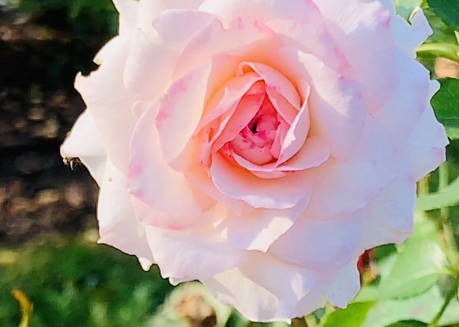 IMG_1221.jpg?type=w966