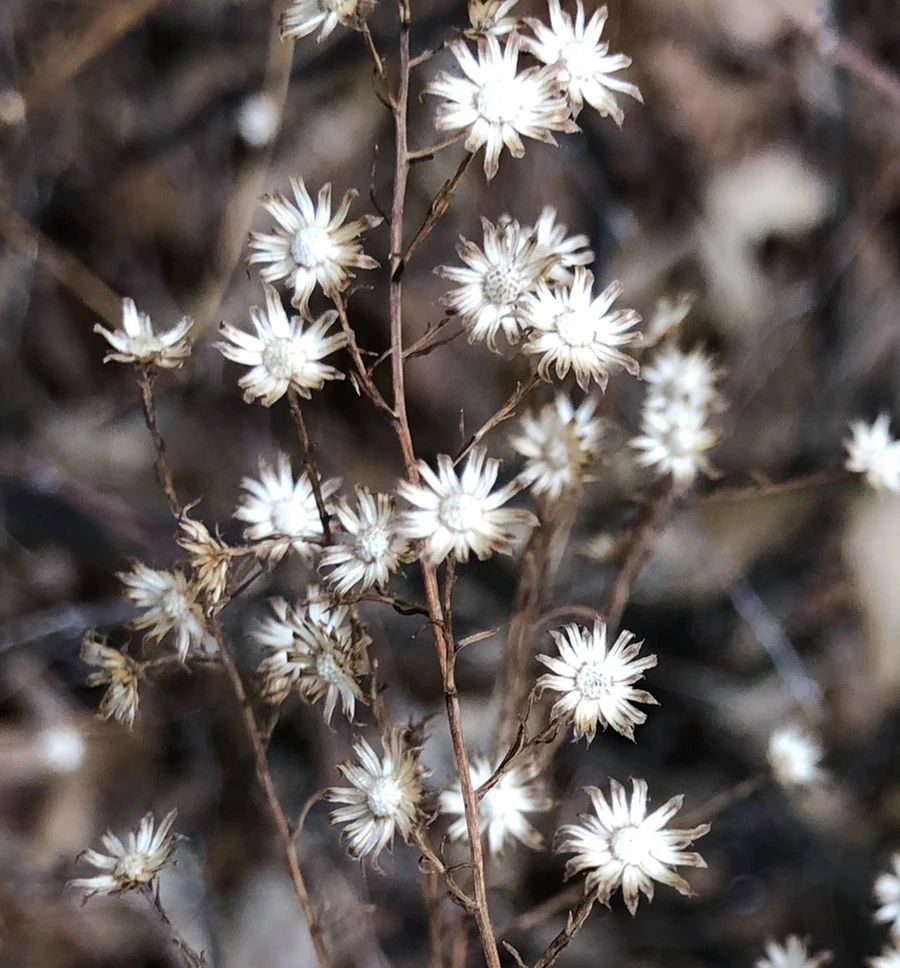 IMG_6501.jpg?type=w966