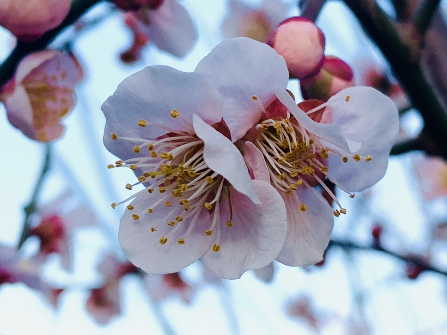 IMG_2256.jpg?type=w966