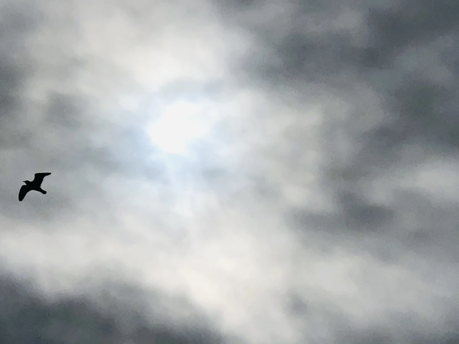 IMG_2483.jpg?type=w966