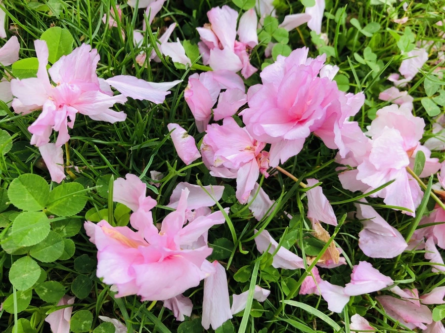 IMG_4085.jpg?type=w966