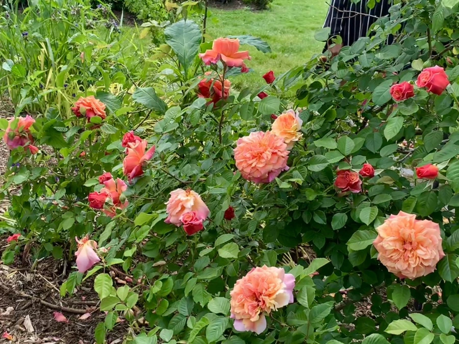 IMG_5784.jpg?type=w966