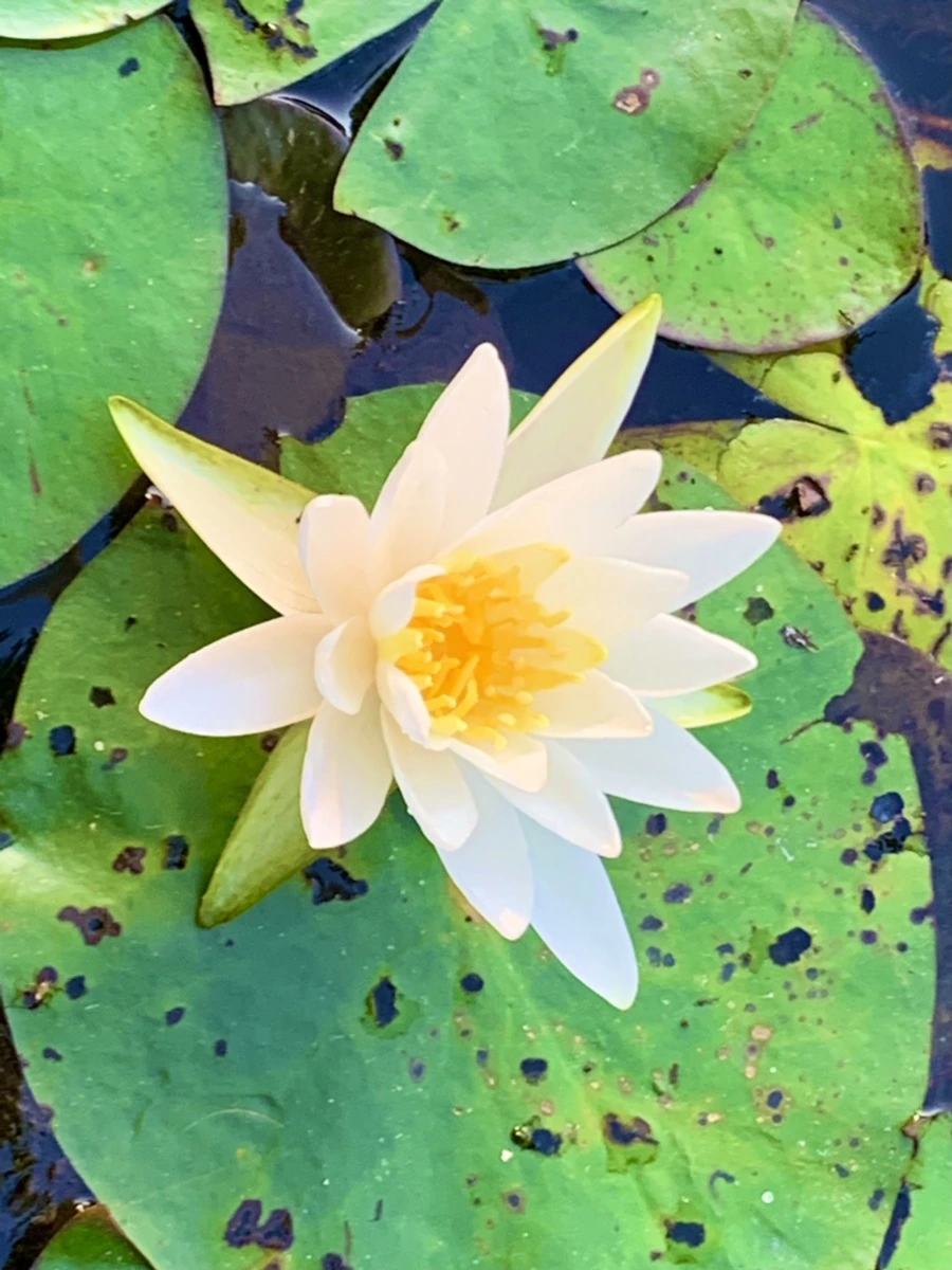 IMG_1040.jpg?type=w966