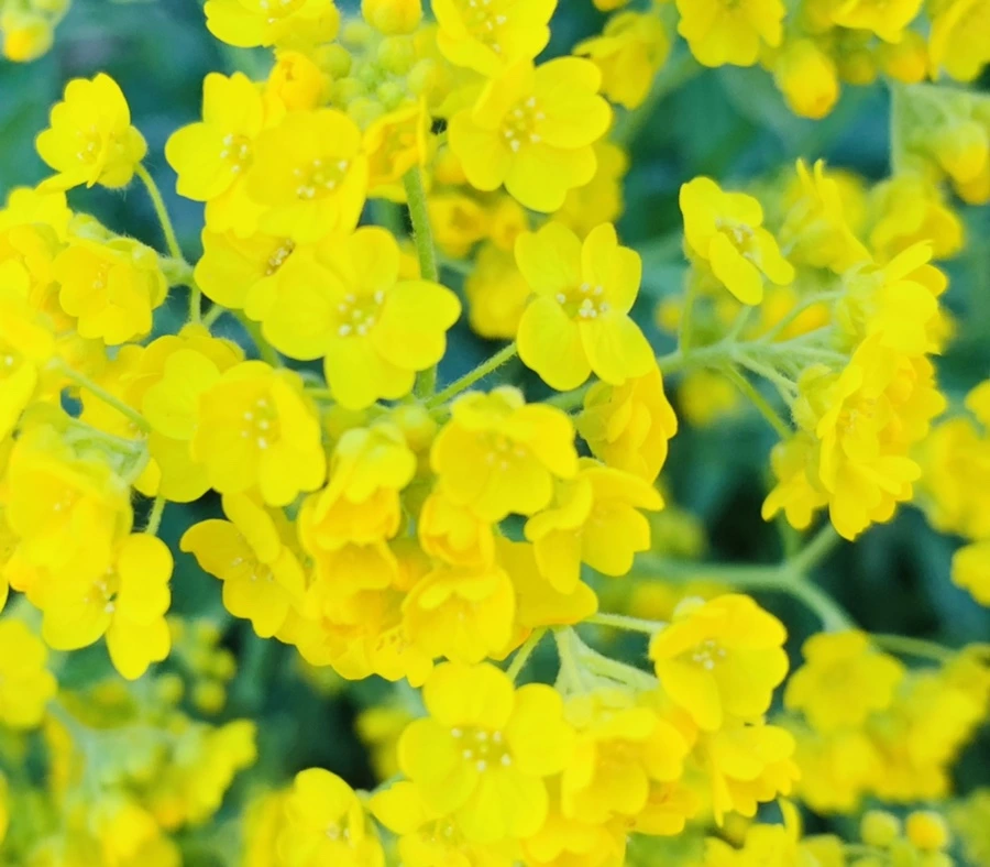 IMG_4175.jpg?type=w966