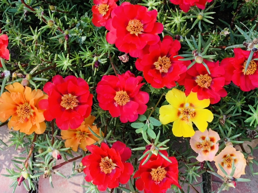 IMG_6691.jpg?type=w966