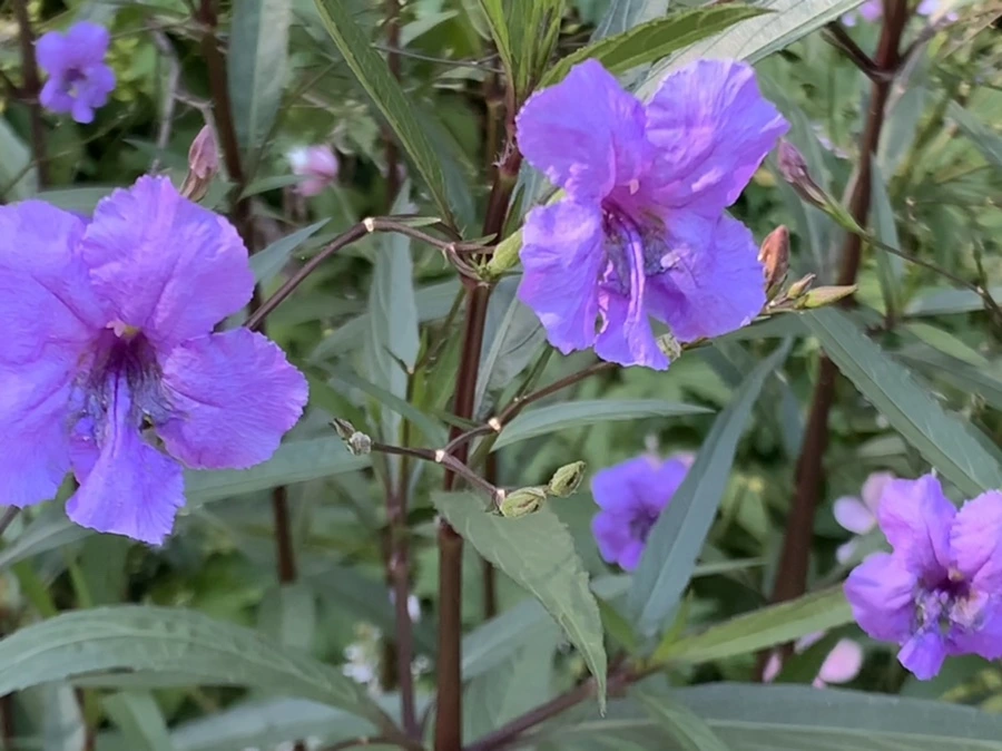 IMG_7611.jpg?type=w966