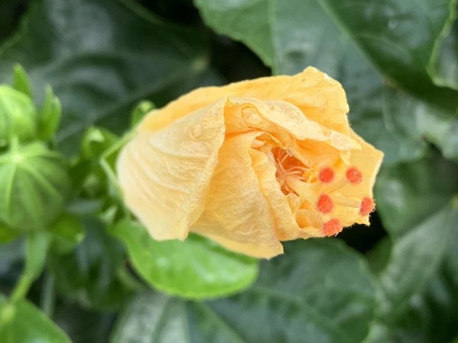 IMG_8210.jpg?type=w966