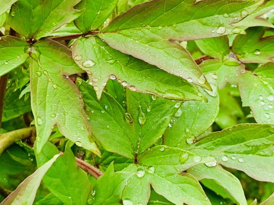 IMG_9403.jpg?type=w966