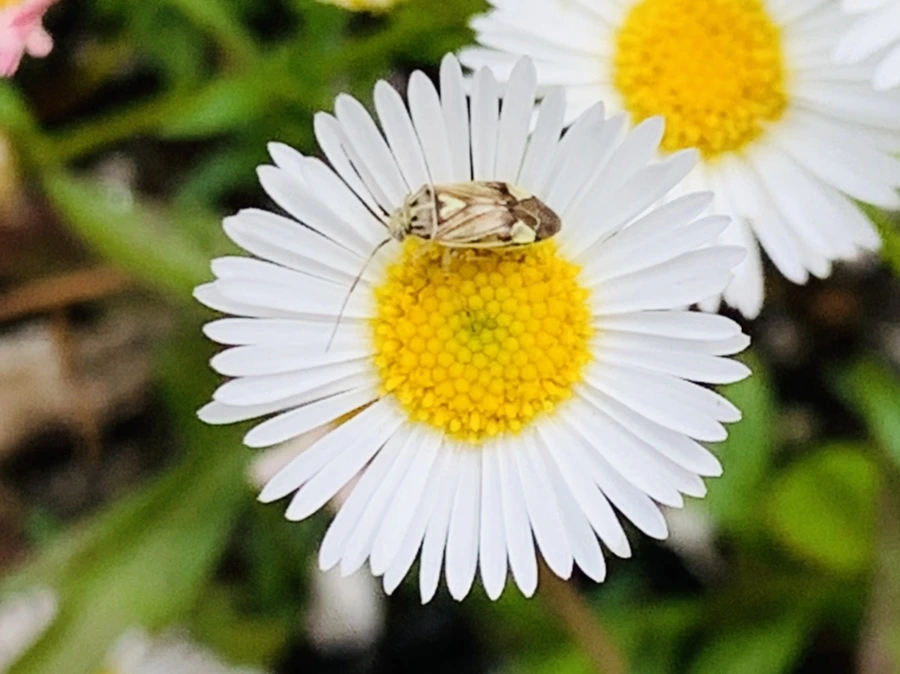 IMG_2621.jpg?type=w966