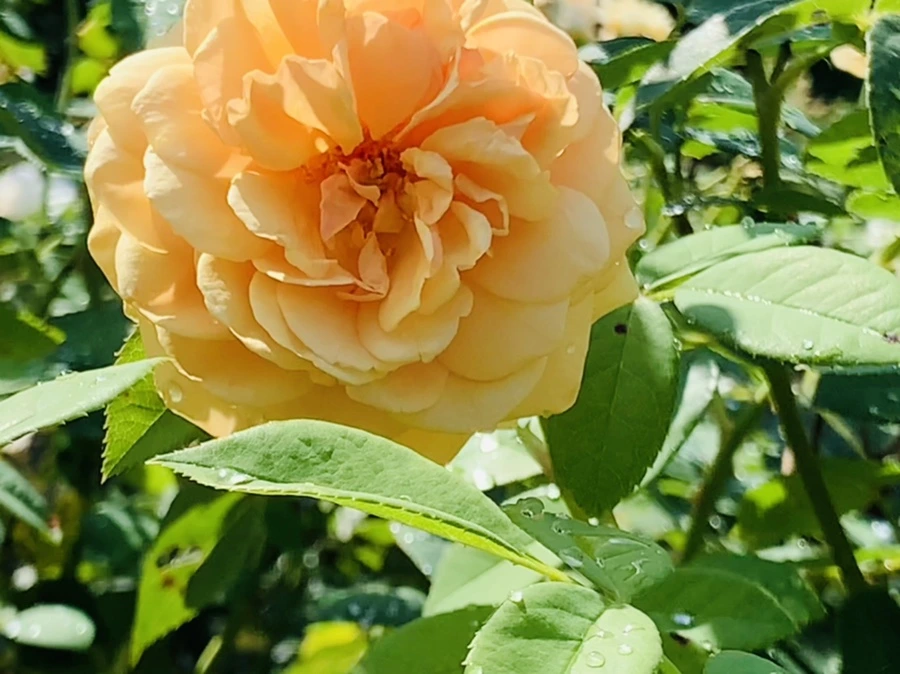 IMG_8433.jpg?type=w966