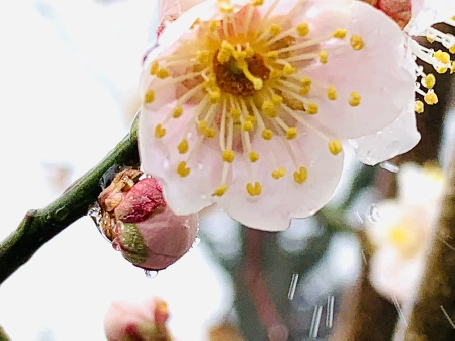 IMG_1979.jpg?type=w966