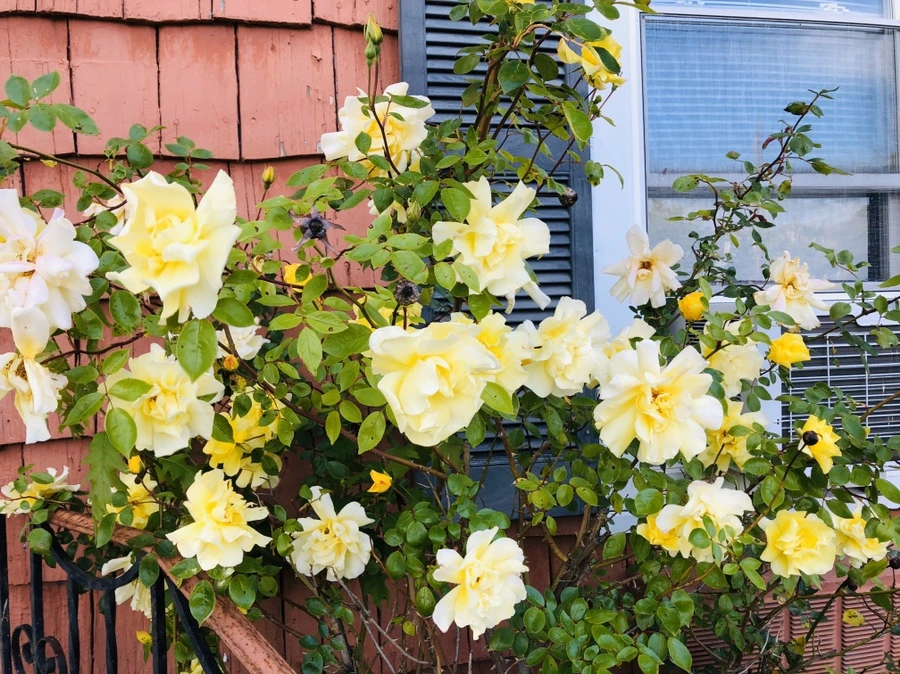 IMG_7313.jpg?type=w966