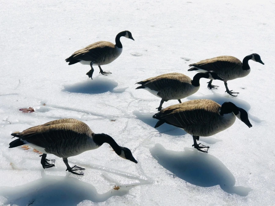 IMG_4505.jpg?type=w966