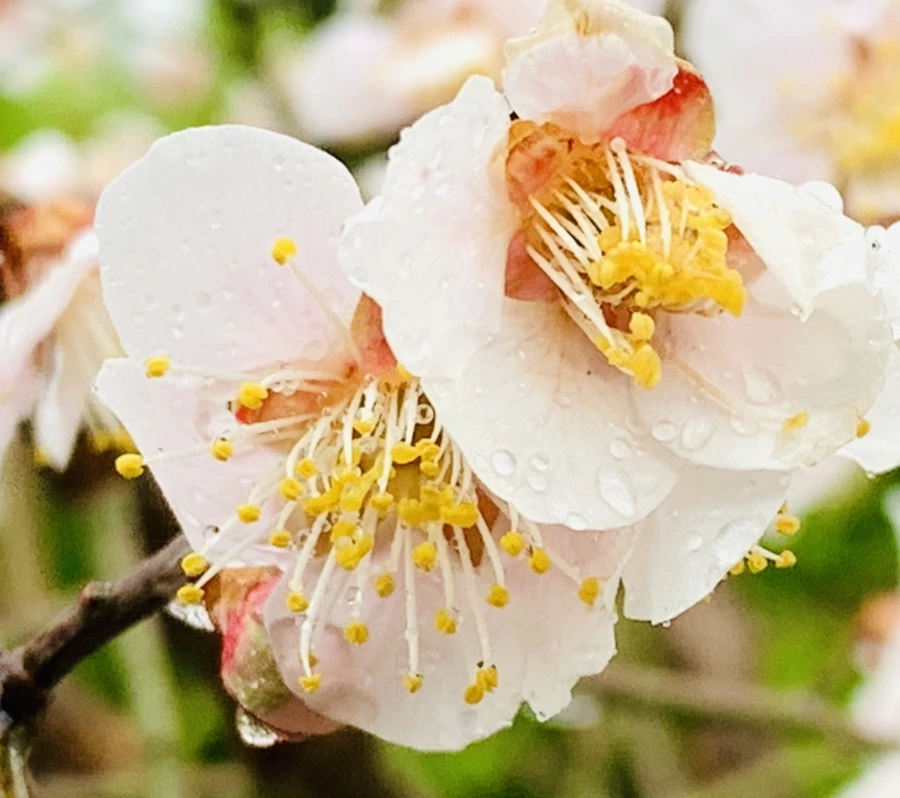 IMG_1956.jpg?type=w966